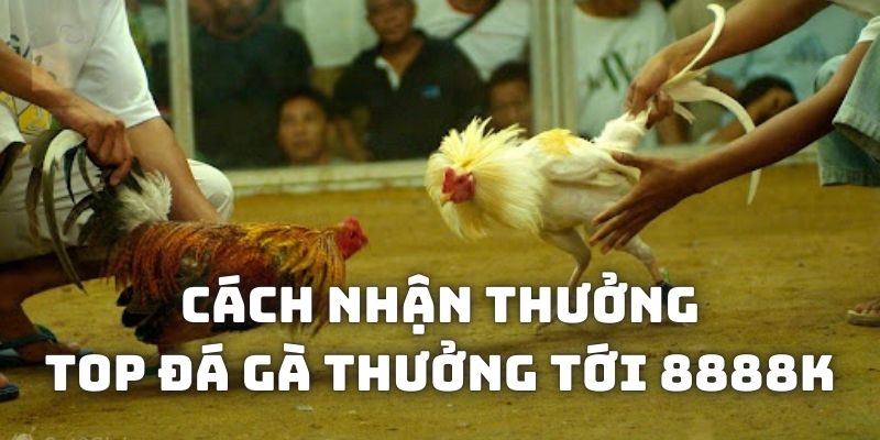 Cách nhận thưởng từ Top đá gà thưởng tới 8888k