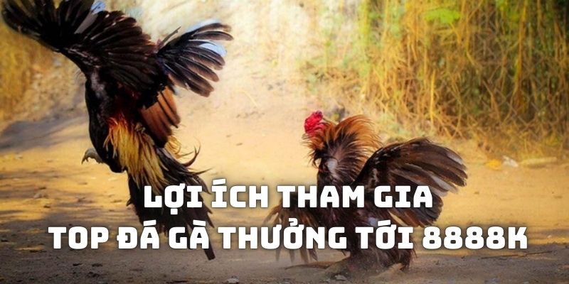 Lợi ích tham gia sự kiện Top đá gà thưởng tới 8888k