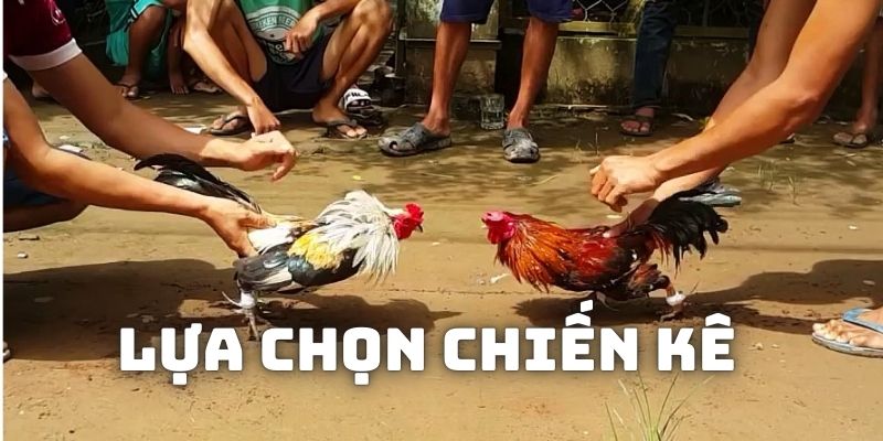 Các chiến kê đá đòn thể hiện sức mạnh